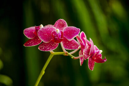 Orchid macro photography