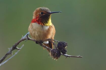 Allen's hummingbird
