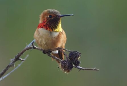Allen’s hummingbird Allen's hummingbird