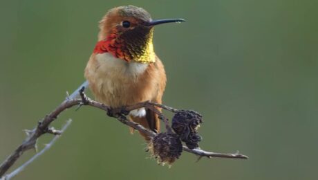 Allen's hummingbird