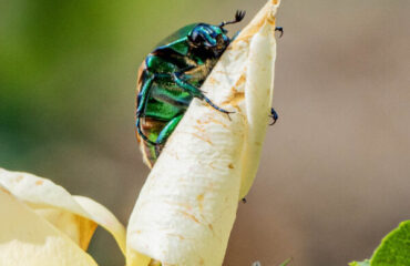 Macro photography