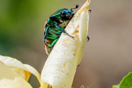 Macro photography