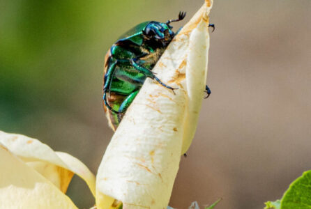 Macro photography Macro photography