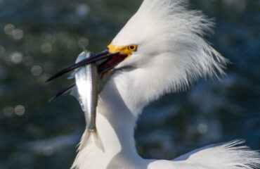 Bolsa Chica Wetlands